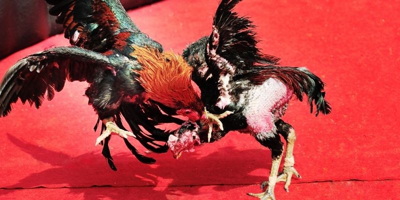 Đá Gà Đá Bo 789win