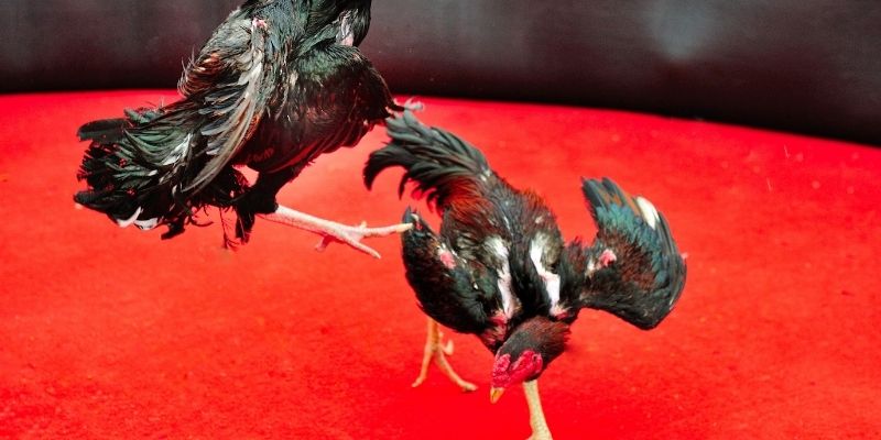 Lợi ích khi tham gia đá gà đá bo tại 789win