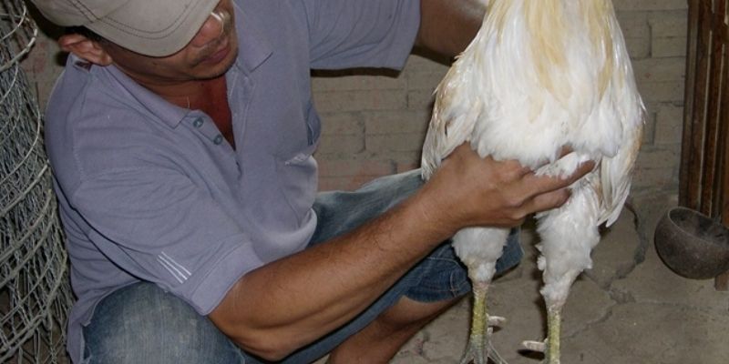 Chiến kê và huấn luyện