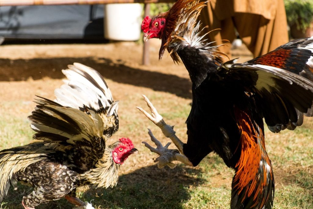 Kỹ Năng Đá Gà 789win