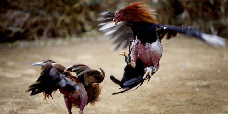 Huấn luyện gà nòi